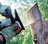 Best Tree Maintenance Programs  in Spring City, UT