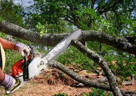 Best Firewood Processing and Delivery  in Spring City, UT
