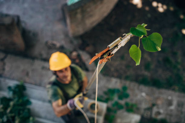 Best Tree Risk Assessment  in Spring City, UT