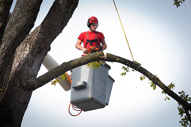 Best Tree Health Inspection  in Spring City, UT