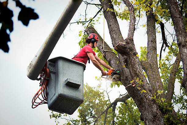Best Tree Trimming and Pruning  in Spring City, UT