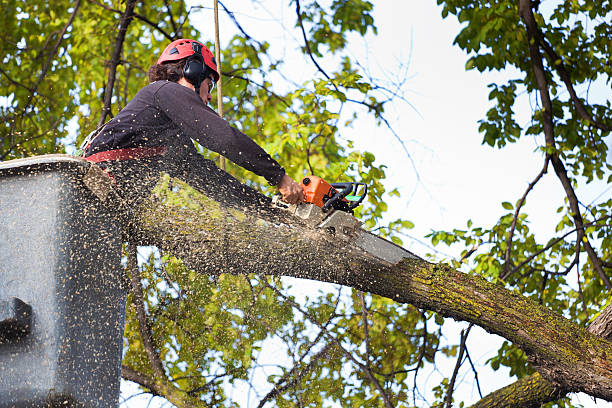  Spring City, UT Tree Removal Pros